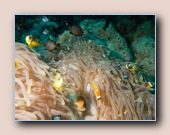 Rode Zee anemoonvissen met fluwelen juffertjes