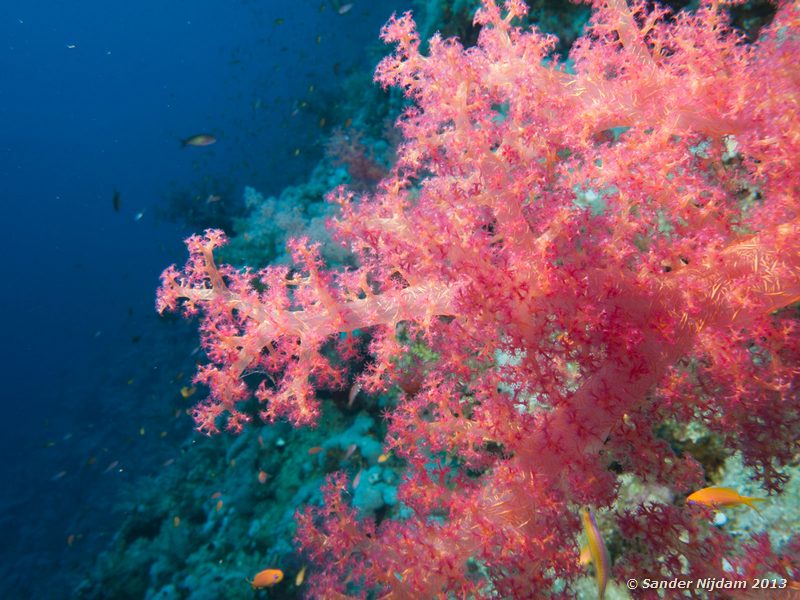 Soft coral Elphinstone reef, Marsa Alam, Egypt