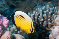 Blacktail butterflyfish
