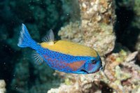 Arabian boxfish