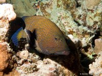 Peacock grouper
