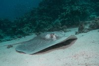 Round stingray