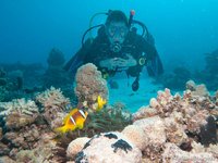 Red Sea anemonefish with Ferdi