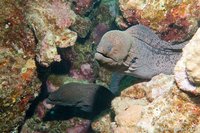 Giant morays