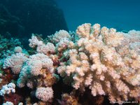Coral