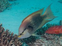 Slingjaw wrasse