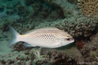 Arabian threadfin bream