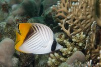 Threadfin butterflyfish
