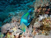 Rusty parrotfish