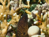 Yellow-edged moray