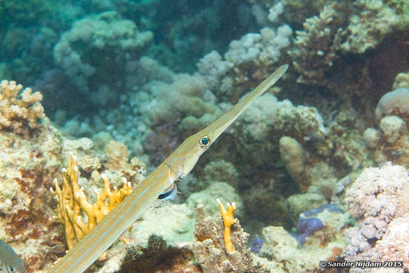 Cornetfish (Fistularia commersonii), Marsha Shagra Fluitvis
