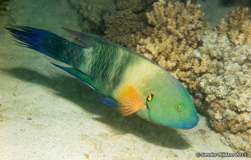 Broomtail wrasse (Cheilinus lunulatus), Marsha Shagra Bezemstaart lipvis
