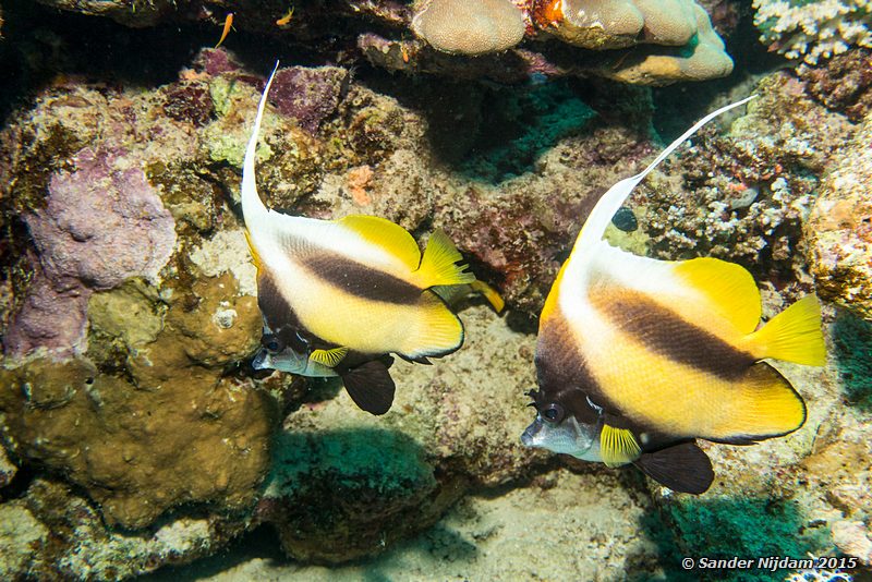 Red sea bannerfish (Heniochus intermedius), Nemo City Rode Zee wimpelvissen