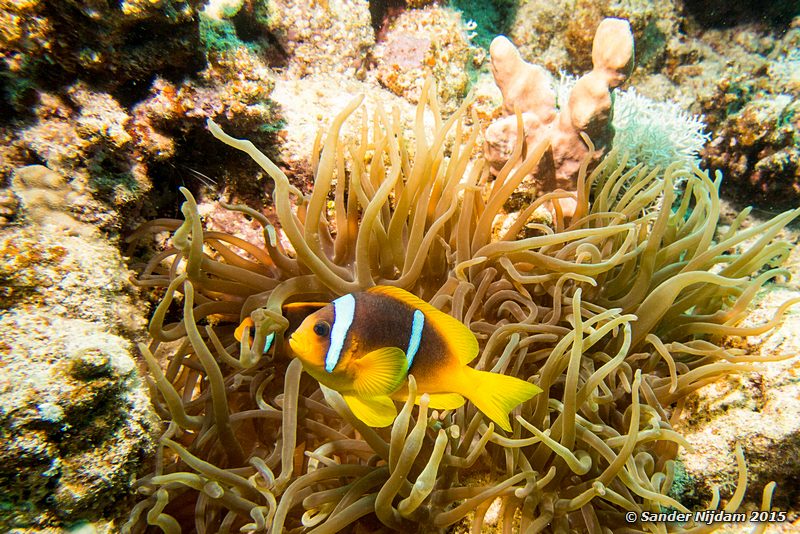 Red sea anemonefish (Amphiprion bicinctus), Nemo City Rode Zee anemoonvissen