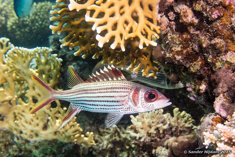 Bloodspot squirrelfish (Neoniphon sammara), Marsa Shagra Vlekvin eekhoornvis