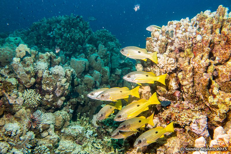 Dory snapper (Lutjanus fulviflamma), Marsa Shagra Rugvlek snappers