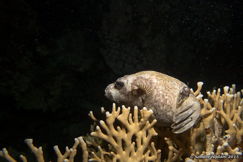 Masked puffer (Arothron diadematus), Marsa Shagra Masker kogelvis
