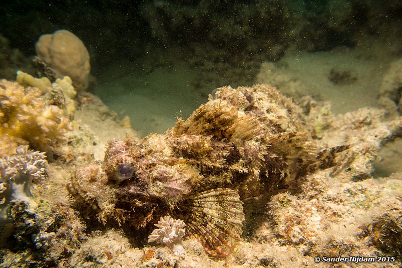 Bearded scorpionfish (Scorpaenopsis barbata), Marsa Shagra Gebaarde schorpioenvis