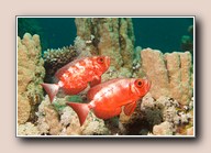 [Click to enlarge image]