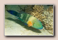 [Click to enlarge image]