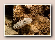 [Click to enlarge image]