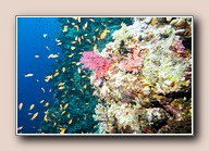 [Click to enlarge image]