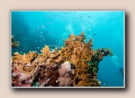 [Click to enlarge image]