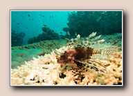 [Click to enlarge image]