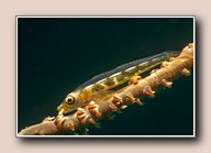 [Click to enlarge image]