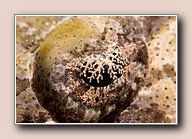 [Click to enlarge image]