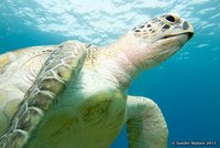 Soepschildpad