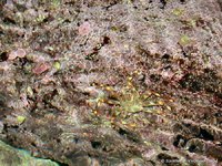 Crab
