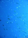 Many fish
