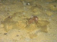 Cuttlefish