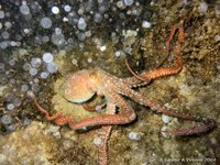 Long-arm octopus