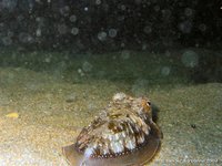 Cuttlefish