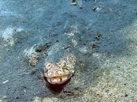 Green lizardfish