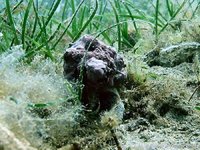 Dog whelk
