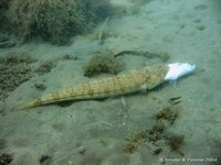 Green lizardfish