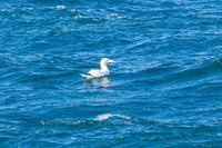 Northern gannet