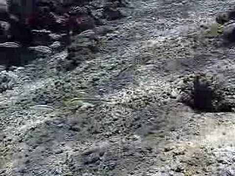 Video afspelen: Dahab underwater