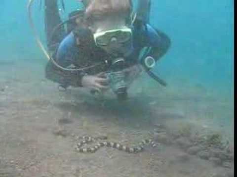 Video afspelen: Sulawesi 2 Lembeh strait