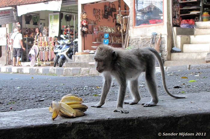 Long tailed macaque (Macaca fascicularis) Ubud, Bali