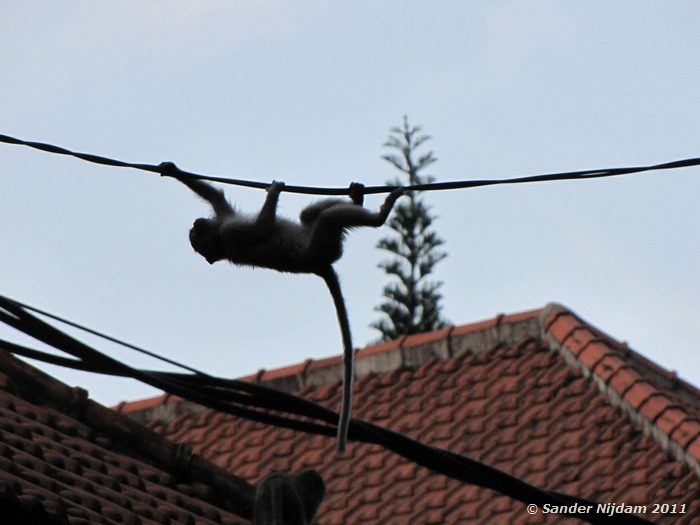 Long tailed macaque (Macaca fascicularis) Ubud, Bali