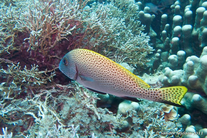Indonesian Sweetlips (Diagramma melanacrum) Oceans 5 huisrif, Gili Air