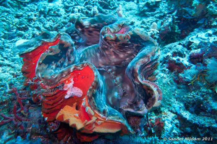 Giant Clam (Tridacna sp.) Soraya, Gili Meno