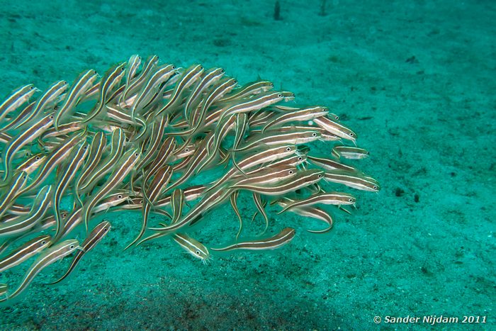 Striped Catfish (Plotosus lineatus) Kencana huisrif, Sumbawa Besar