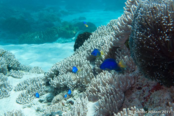Neon Damsels (Pomacentrus coelestis) The Wall, Padangbai, Bali