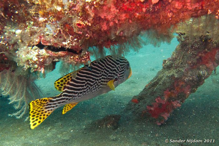 Diagonal-banded sweetlips (Plectorhinchus lineatus) Tulamben Wreck, Bali