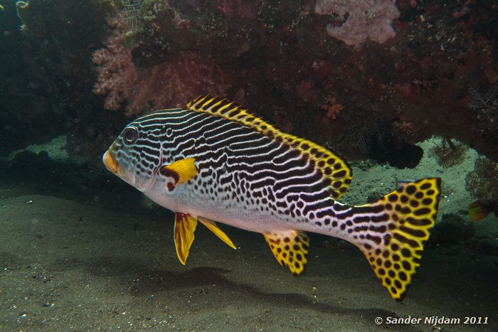 Diagonal-banded sweetlips (Plectorhinchus lineatus) Tulamben Wreck, Bali